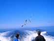 mouettes à la poursuite des pêcheurs mouettes à la poursuite des pêcheurs