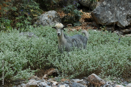 chèvre chèvre