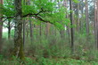 dans les bois