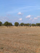 Foto: olivenplantage olivenplantage