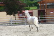 Lipizzaner beim Traben