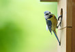 mesange a tete bleue