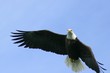freedom flyer freedom flyer