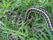 snake in grass