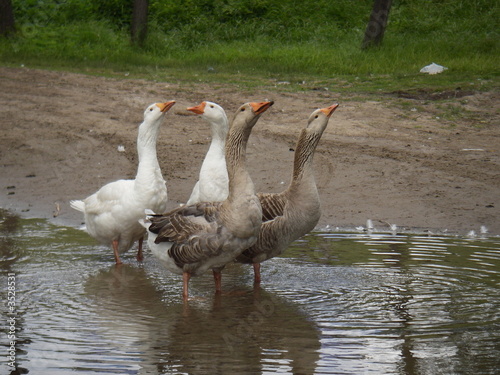 Foto: geese geese