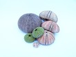 seeigel 01