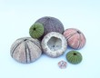 seeigel 02