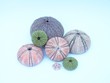 seeigel 03
