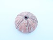 seeigel 04