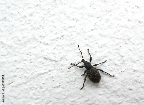 vine weevil