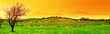 fresh vineyard panoramic