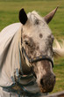 horse face