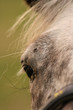 eye of the horse