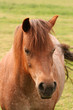 brown horse