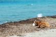 vache sur la plage