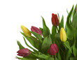 tulpen