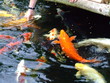 koi carp