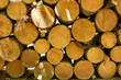 logs