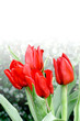 Four stalks of bright red tulips 