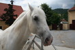 weißer lipizzaner