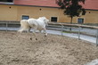 weißer lipizzaner beim toben