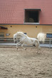 lipizzaner beim springen