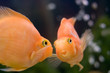 gold fish smile close-up humor face seeing her reflection