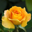 Rose jaune