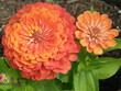 Orange Flowers