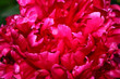 Gentle red flower with large petals