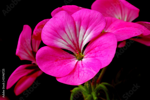 Photo: Gerranium 2 Gerranium 2