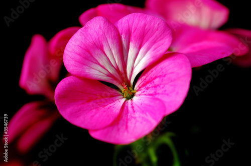 Photo: Geranium (Geraniaceae) Geranium (Geraniaceae)