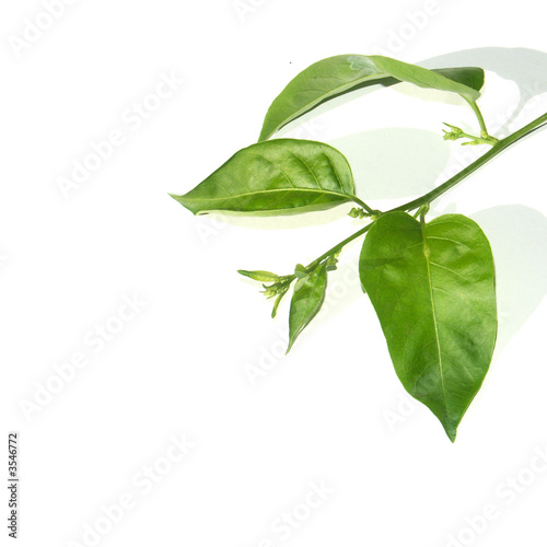 Jasmin
