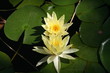 Water Lilly