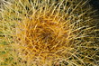 Thorns