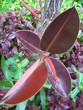 leaves leaves