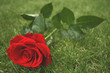 Rose on the grass