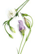 White and violet flowers