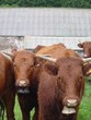 Vaches
