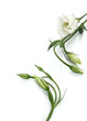 white flowers on white 