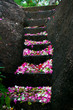  Stairs covered with flowers petals