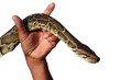 Snake in the hand Snake in the hand