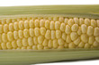 Corn 7