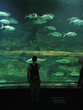 Valencia's Aquarium