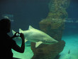 Shark Shark