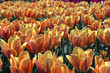 Field of yellow and red tulips. 