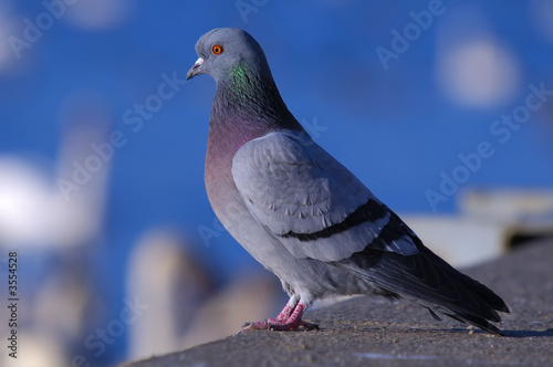 rock pigeon staring at river with white swans in background rock pigeon staring at river with white swans in background