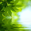 green leaves reflecting in the water, shallow focus