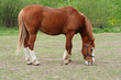 Beautiful horse in country stud farm