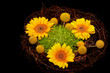 Bouquet of orange gerberas